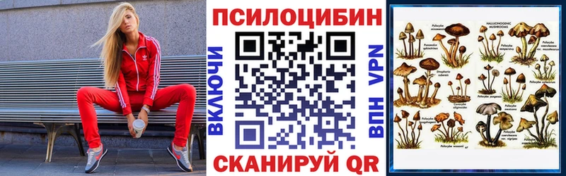 закладка  Губкинский  Галлюциногенные грибы Psilocybe 