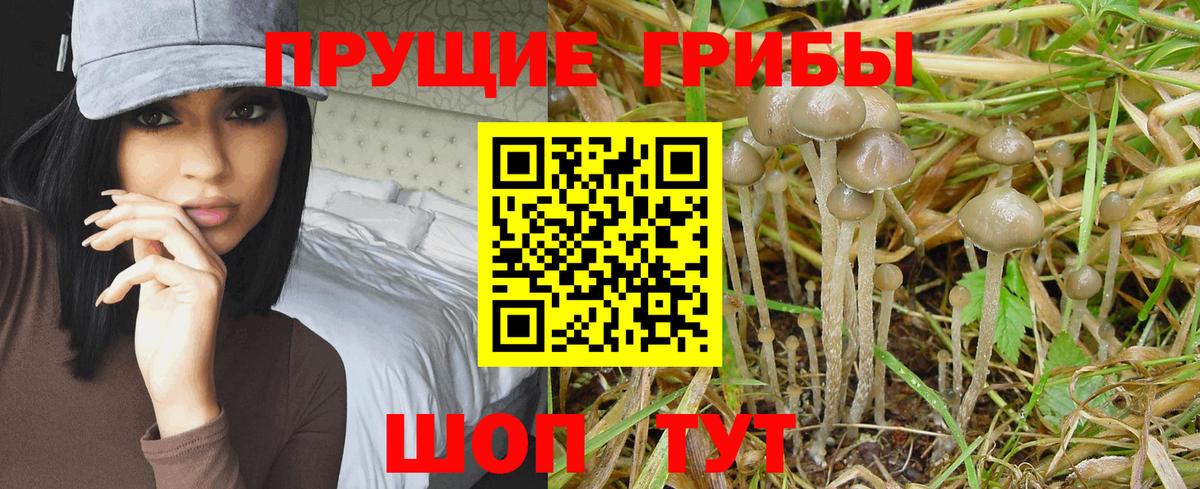 Псилоцибиновые грибы ЛСД Губкинский